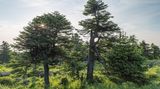 Brocken, Harz