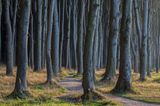 Gespensterwald Ostsee