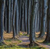 Gespensterwald Ostsee