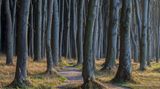 Gespensterwald Ostsee