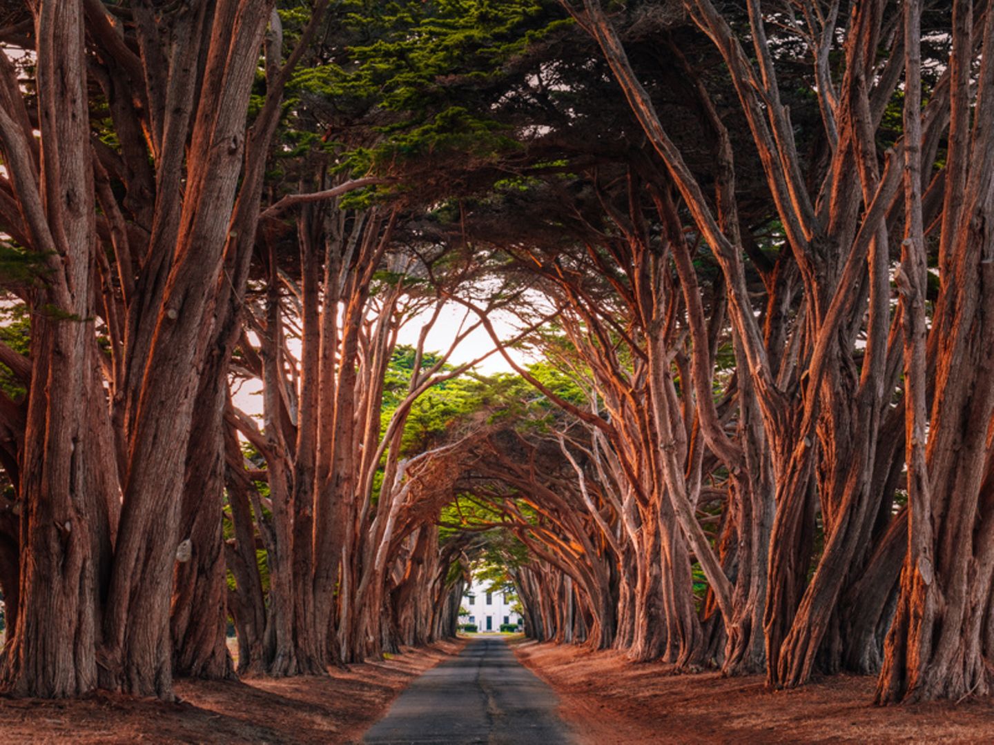 Cypress Tree Tunnel im Point Reyes NP, USA