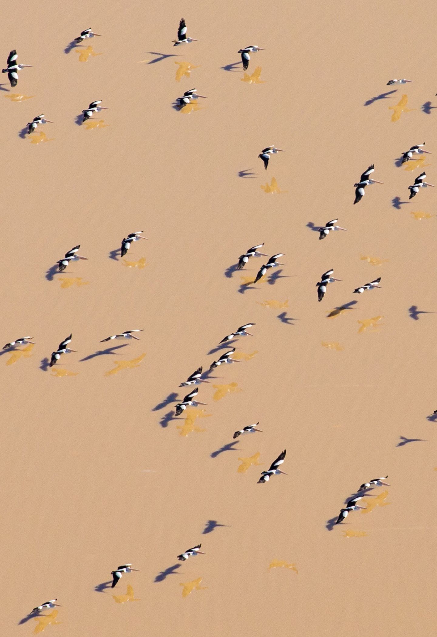 Lake Eyre führt wieder Wasser Lake Eyre führt wieder Wasser