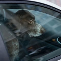 Hund allein im Auto
