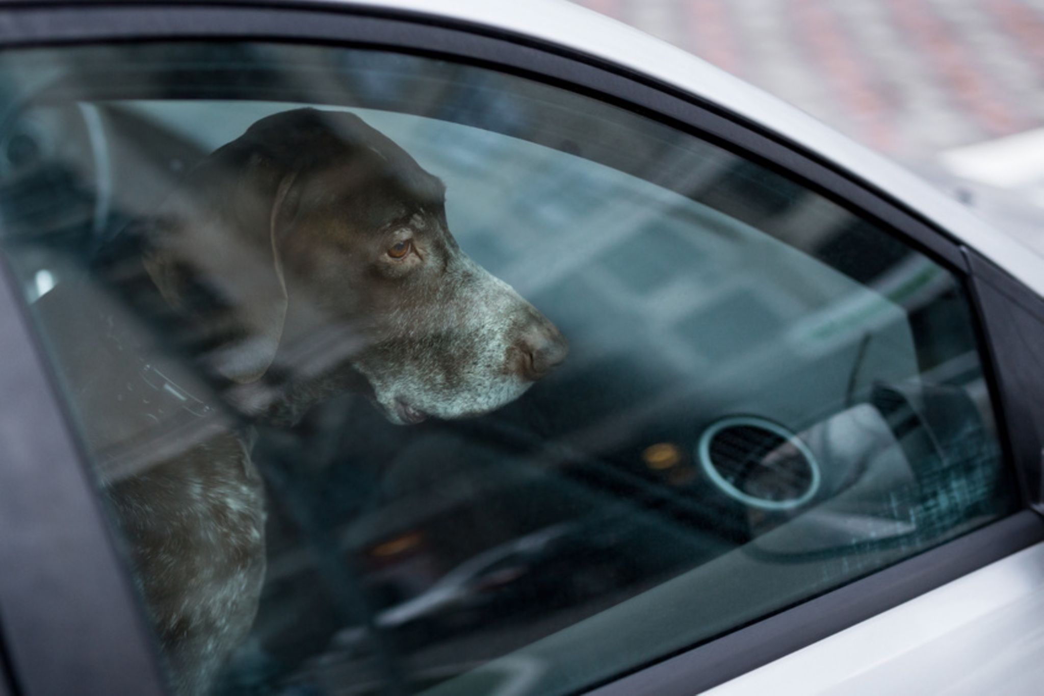 Hitze im Auto: Darf ich die Scheibe einschlagen, um einen Hund zu retten? -  [GEO]