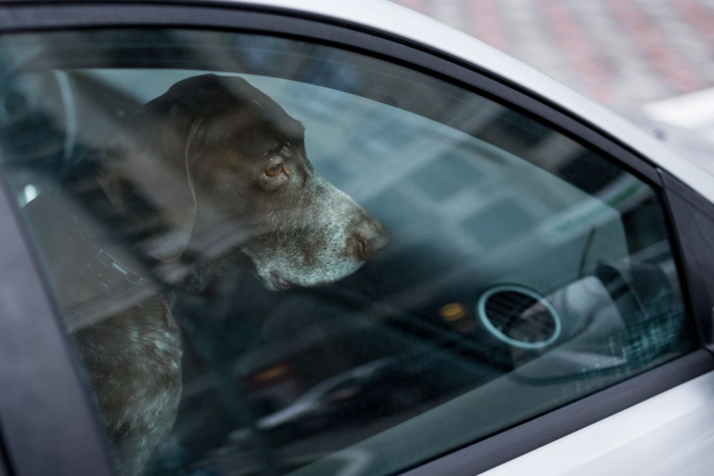 Hund allein im Auto
