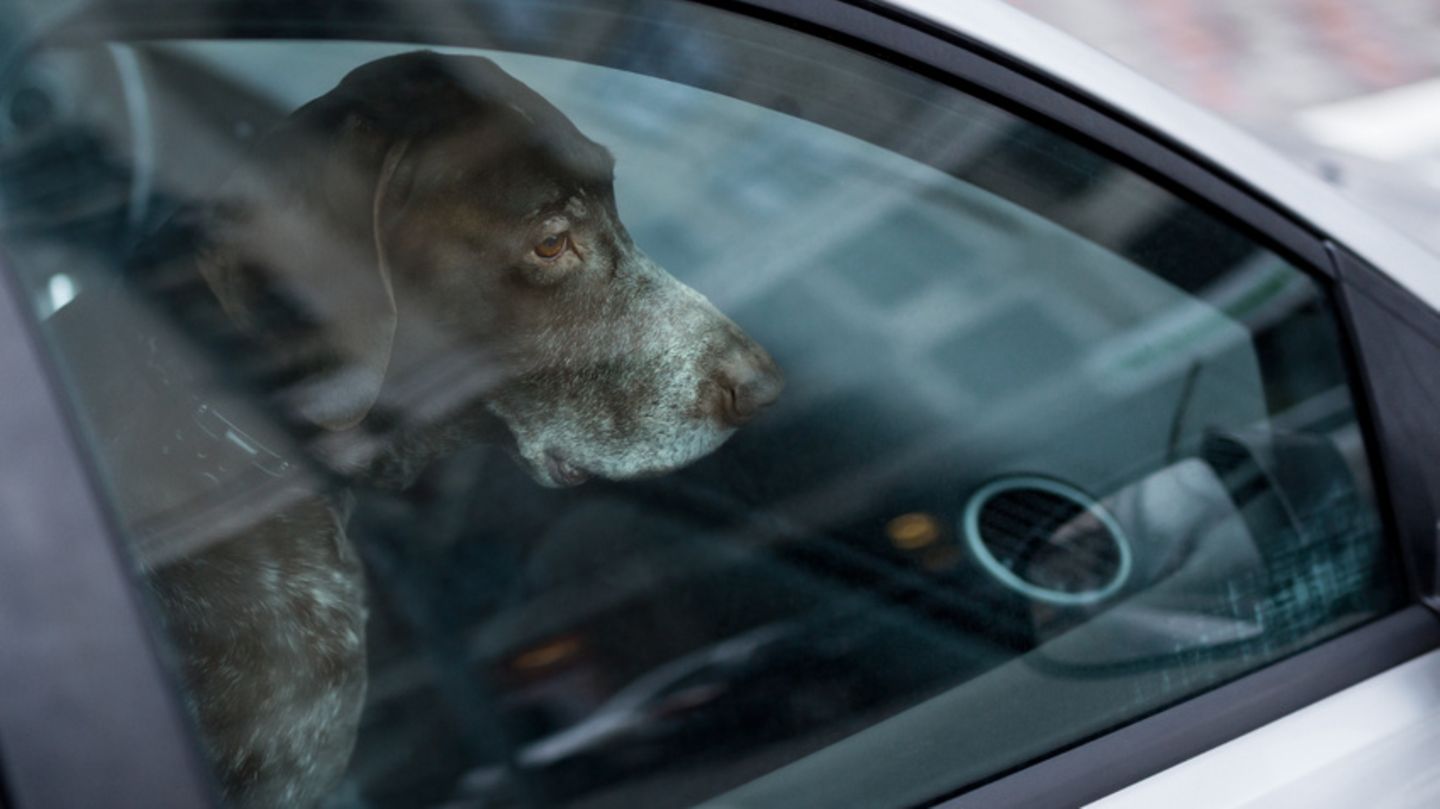 Hund allein im Auto