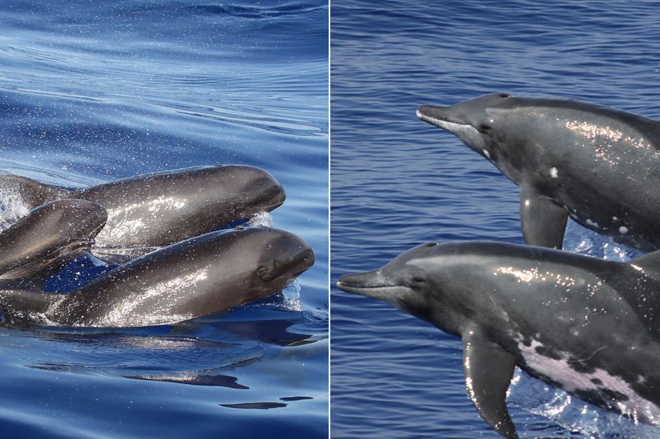 Breitschnabeldelfin, Rauzahndelfin