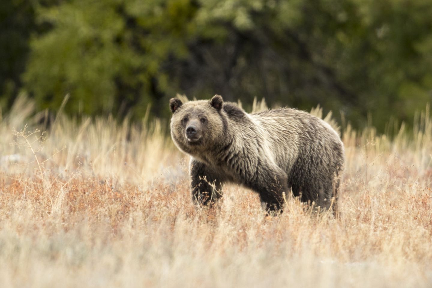 Grizzly, Wyoming