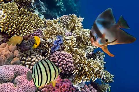 Fische im Ozean