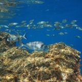 Cerbere Banyuls, Frankreich