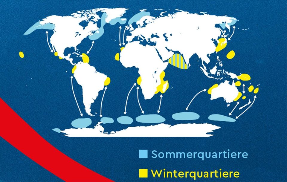 Verbreitung der Buckelwale