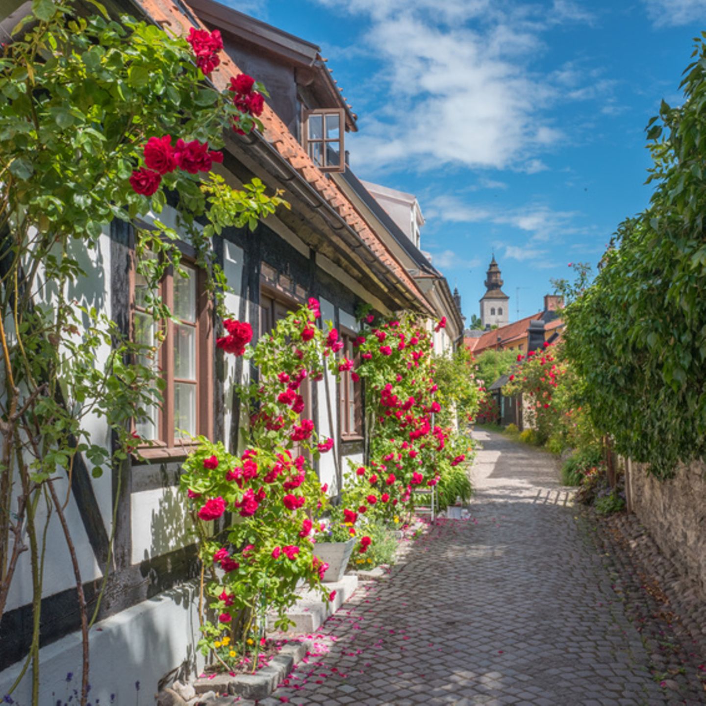 Visby: Schwedens schöne Hansestadt - [GEO]