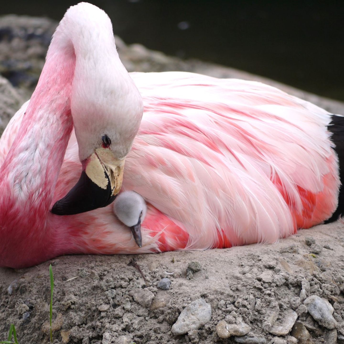 andean-flamingo-02-jpg--77834-.jpg