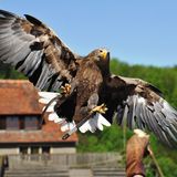 Burg Guttenberg, Europaeischer Seeadler
