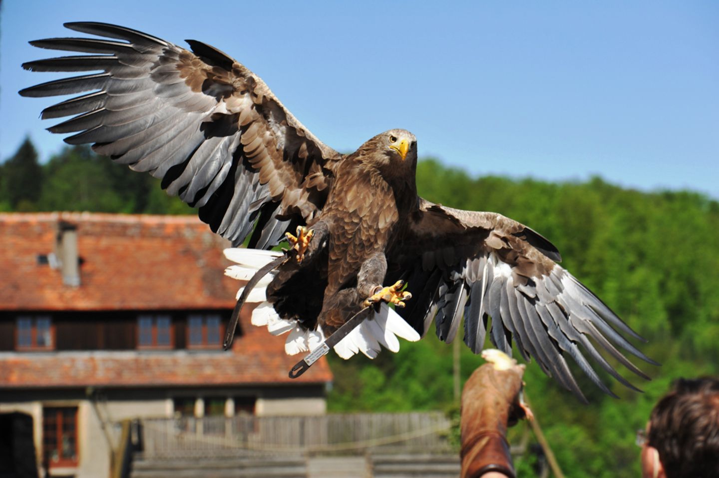 Burg Guttenberg, Seeadler Burg Guttenberg, Europaeischer Seeadler