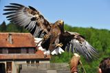 Burg Guttenberg, Europaeischer Seeadler