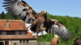 Burg Guttenberg, Europaeischer Seeadler