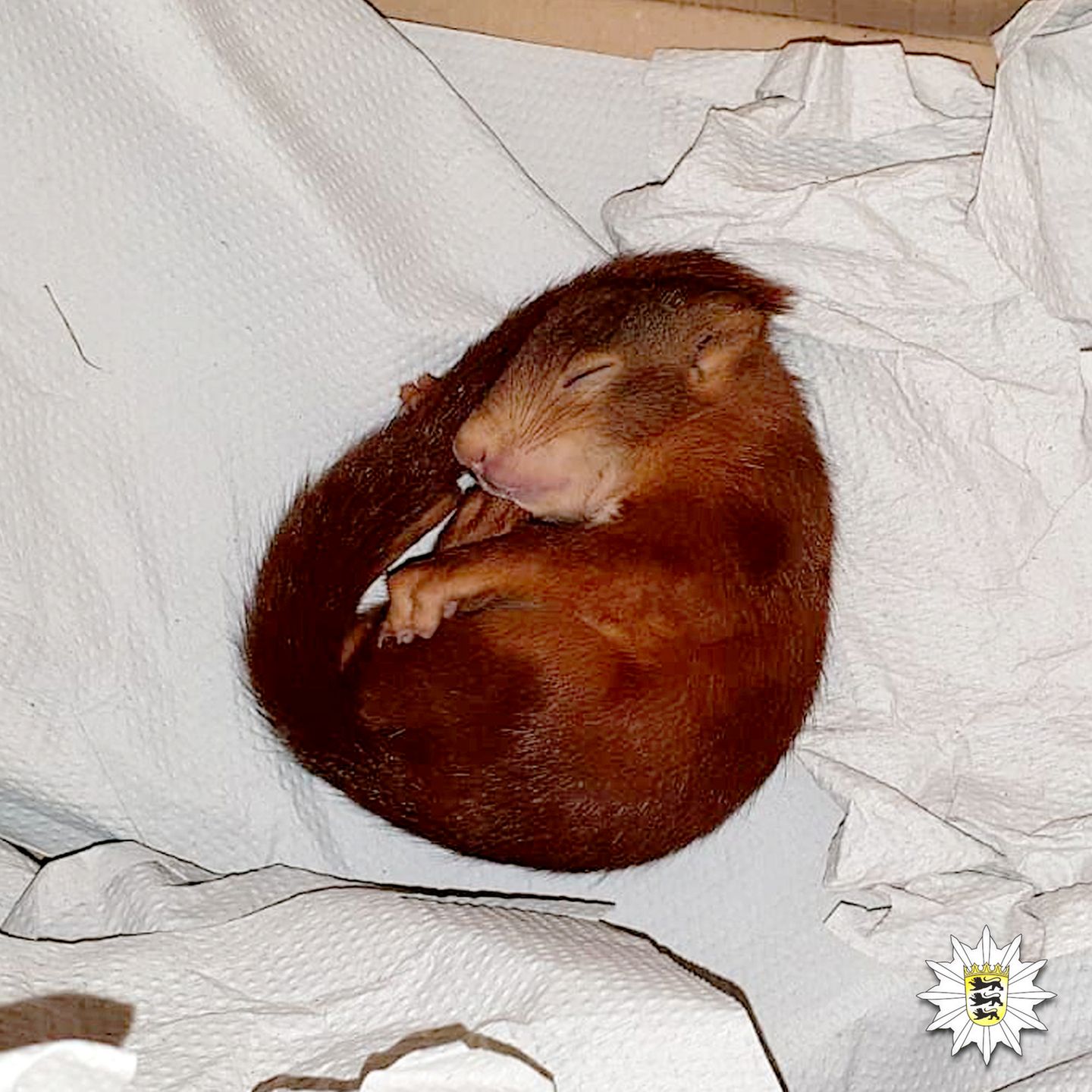 Eichörnchen Pippilotta
