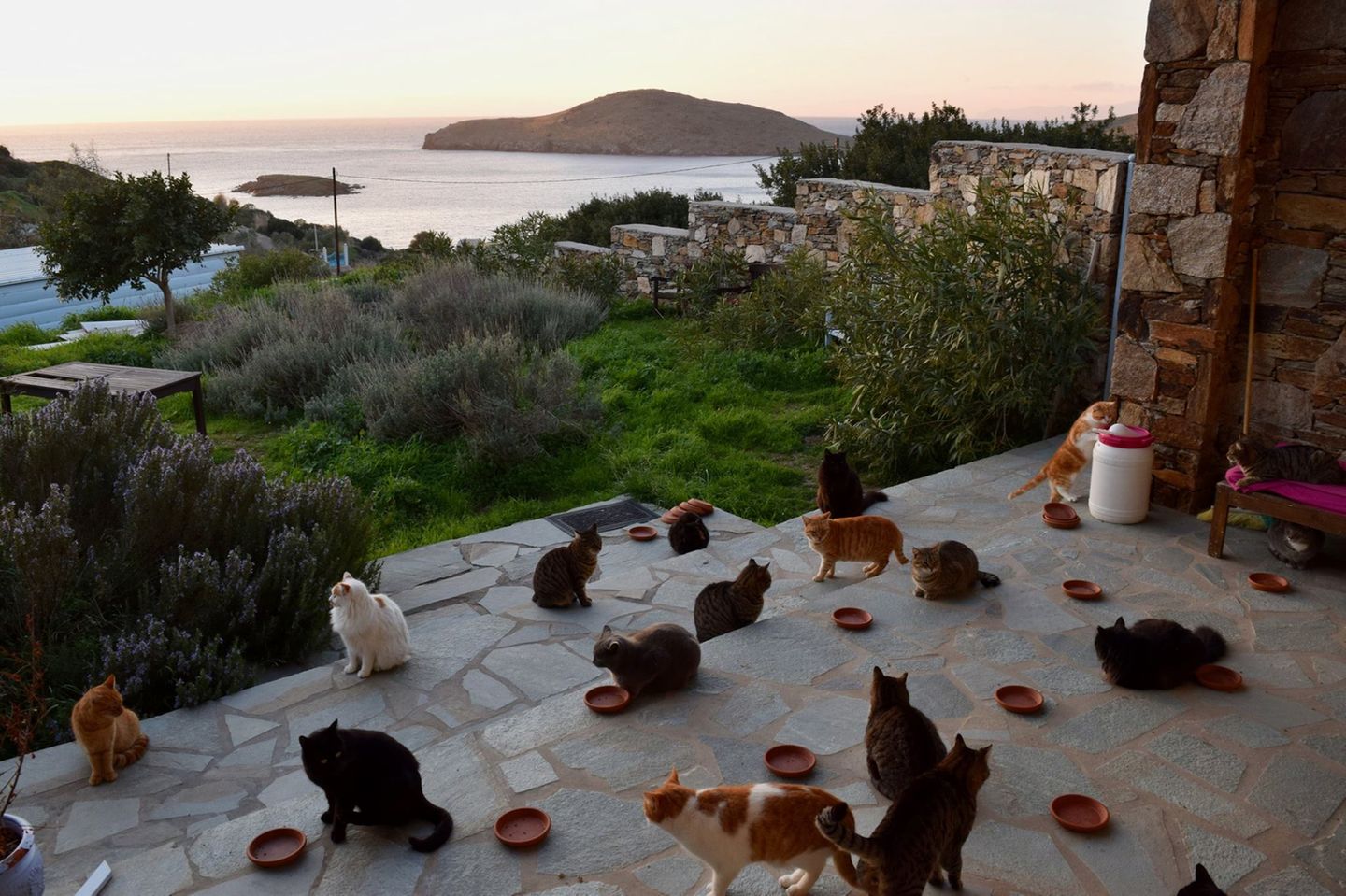 Katzen auf der Insel Syros