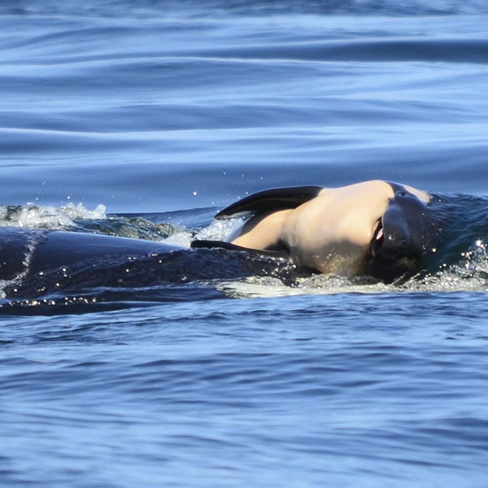 Orca-Mutter stößt totes Jungtier an Wasseroberfläche