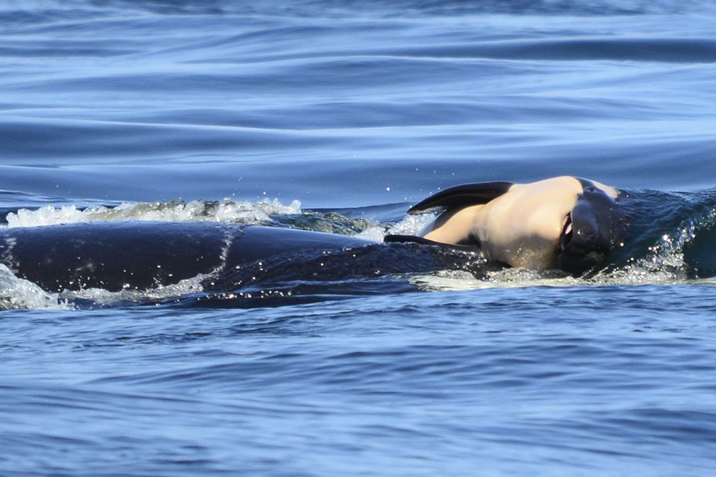 Orca-Mutter stößt totes Jungtier an Wasseroberfläche