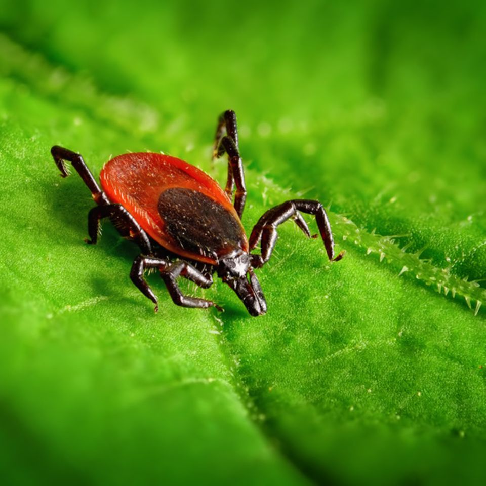 Foto: Smileus/Fotolia, Zecke