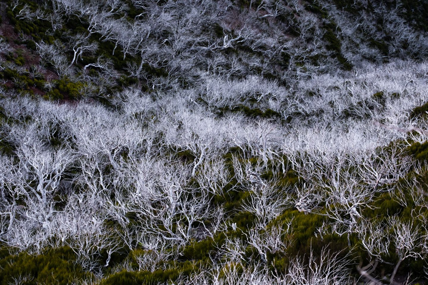 Abgestorbenen Bäume, Madeira Abgestorbenen Bäume, Madeira