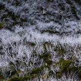 Abgestorbenen Bäume, Madeira