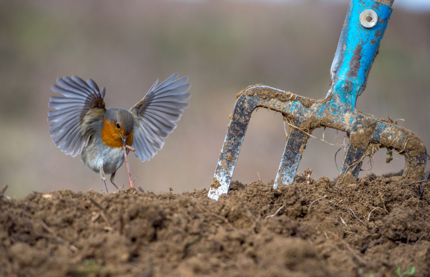 Kategorie: Gartenvögel Rotkehlchen