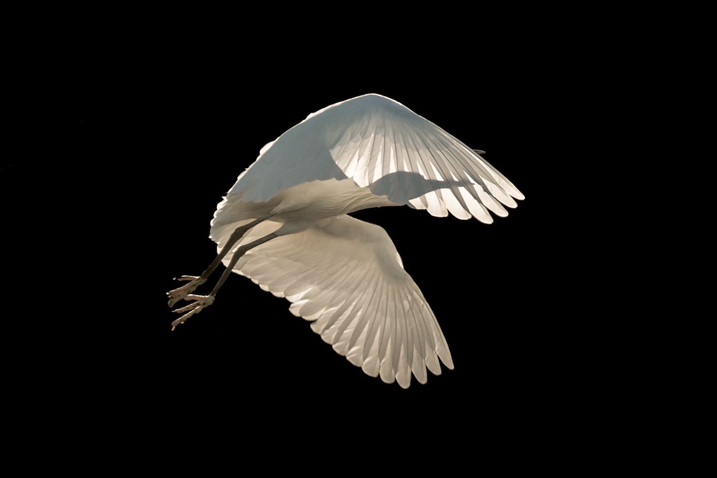Kategorie: Vögel im Flug Seidenreiher