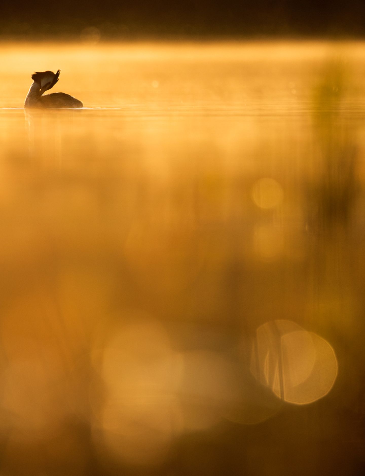 Kategorie: Jungfotograf des Jahres Haubentaucher