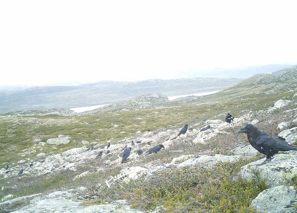 Rentiersterben, Hardangervidda National Park Rentiersterben, Hardangervidda National Park