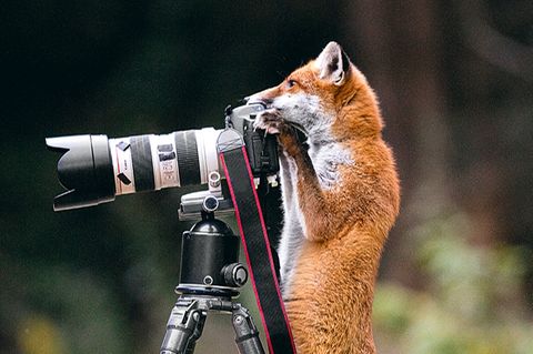 Fuchs an der Kamera