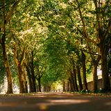 Weserradweg bei Corvey