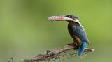 Eisvogel