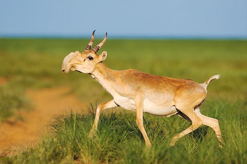 Saiga Antilope