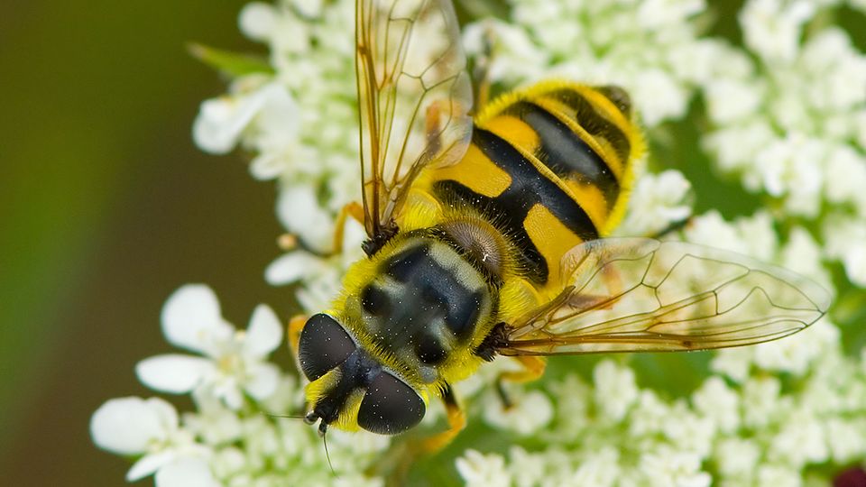 Kolumne "Alles im grünen Bereich": Was an den Wespen diesen Sommer wirklich nervt Kolumne "Alles im grünen Bereich": Was an den Wespen diesen Sommer wirklich nervt