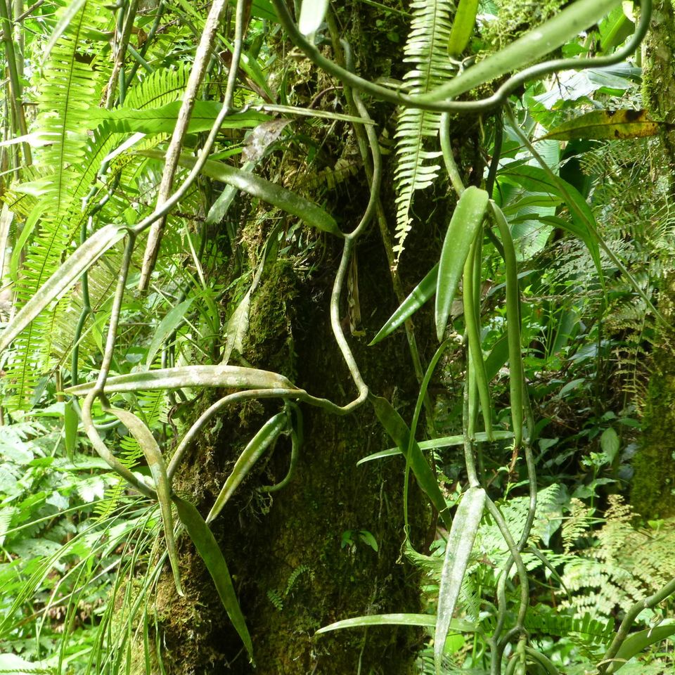 Ecuador: Waldschutz durch Vanille am Río Napo