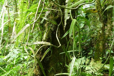 Ecuador: Waldschutz durch Vanille am Río Napo