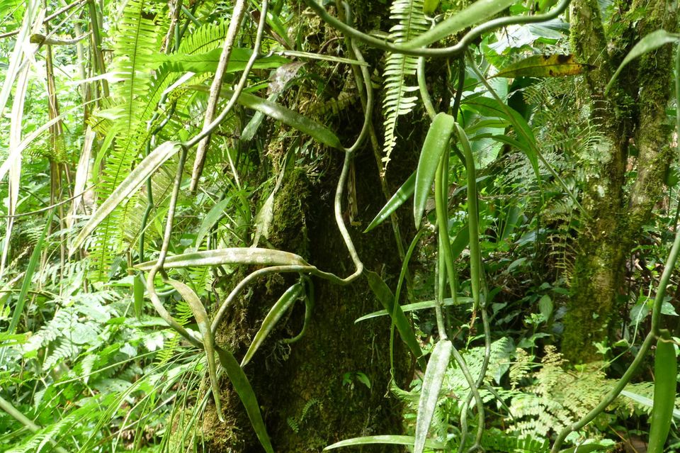 Ecuador: Waldschutz durch Vanille am Río Napo