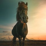 Islandpferd, Lemvig, Dänemark