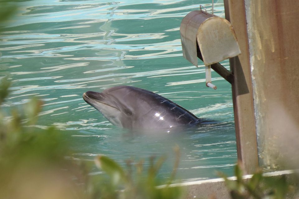 Delfin Honey