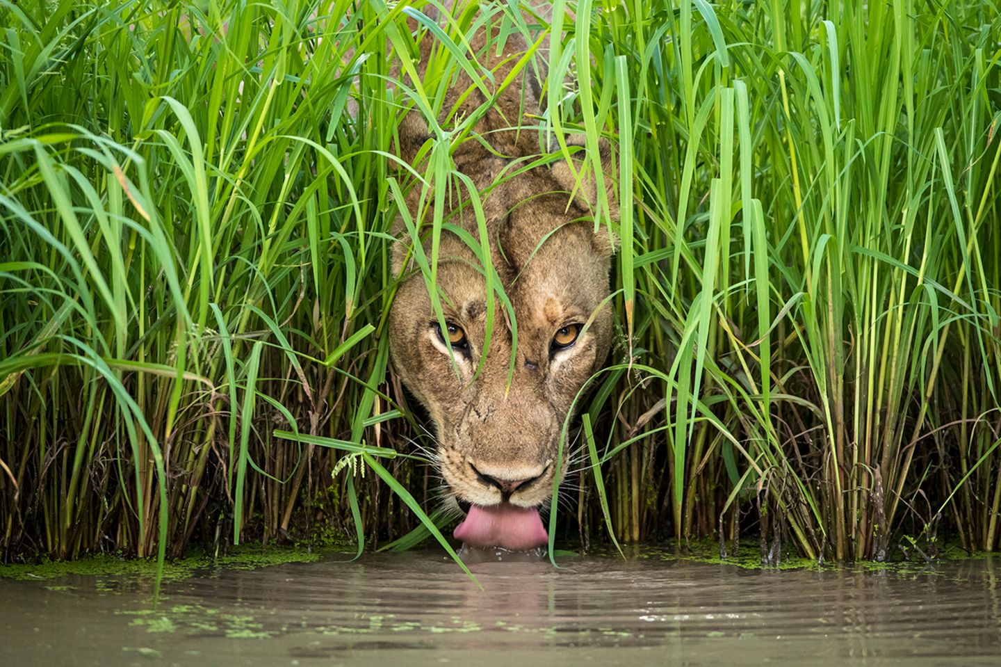 Isak Pretorius/Wildlife Photographer of the Year
