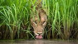 Isak Pretorius/Wildlife Photographer of the Year