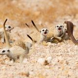 Foto: Tertius A Gous/Wildlife Photographer of the Year