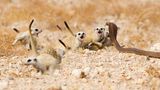 Foto: Tertius A Gous/Wildlife Photographer of the Year