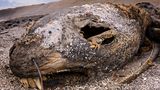 Emanuele Biggi/Wildlife Photographer of the Year