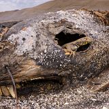 Emanuele Biggi/Wildlife Photographer of the Year