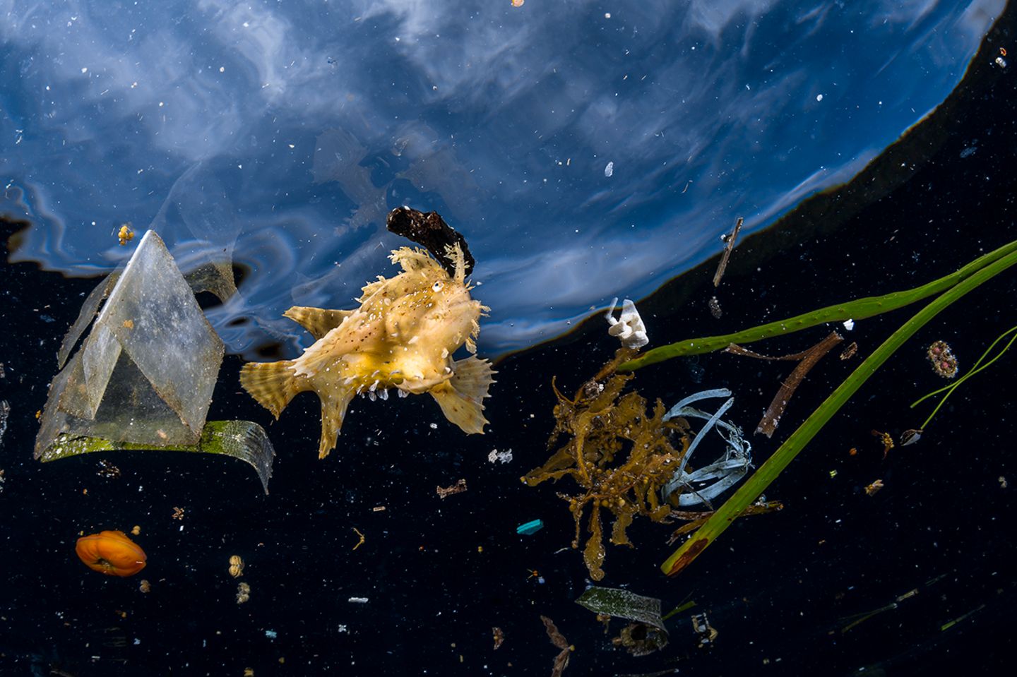 Greg Lecoeur / Wildlife Photographer of the Year
