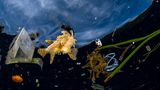 Greg Lecoeur / Wildlife Photographer of the Year